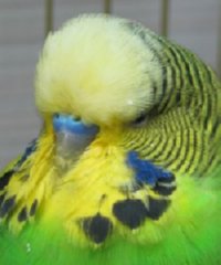 выставочный волнистый попугай